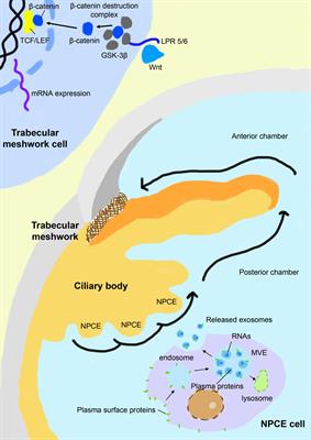 Exosome-based crosstalk in glaucoma pathogenesis: a focus on oxidative stress and neuroinflammation